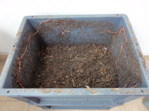 bac compost en maturation E HELMINGER